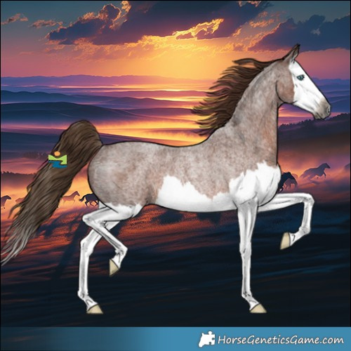Horse Color:Gray Red Roan Splash Rabicano 
