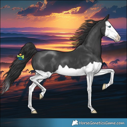Horse Color:Black Splash 