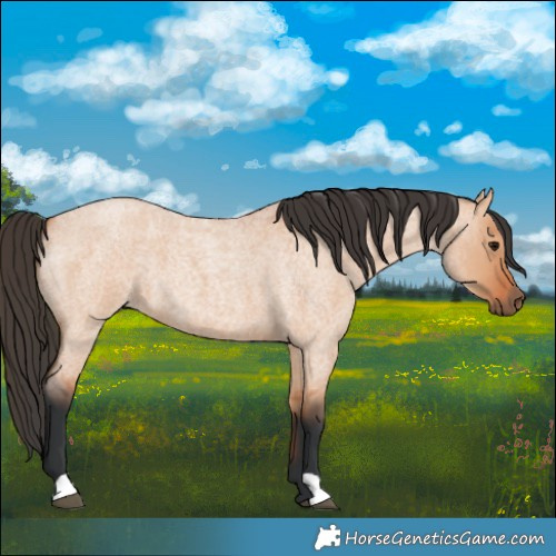 Horse Color:Bay Roan Dun