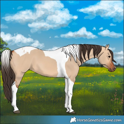 Horse Color:Bay Dun Tobiano 