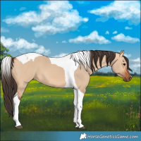Horse Color:Bay Dun Tobiano
