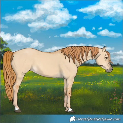 Horse Color:Red Dun 