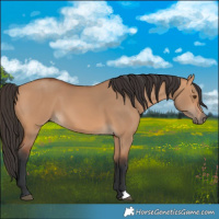 Horse Color:Bay Dun 