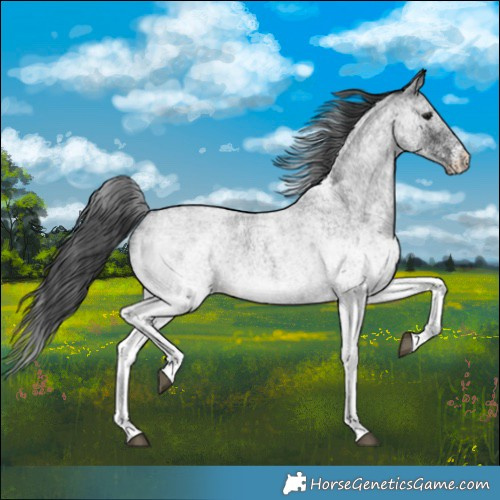 Horse Color:White Spotted Blue Roan