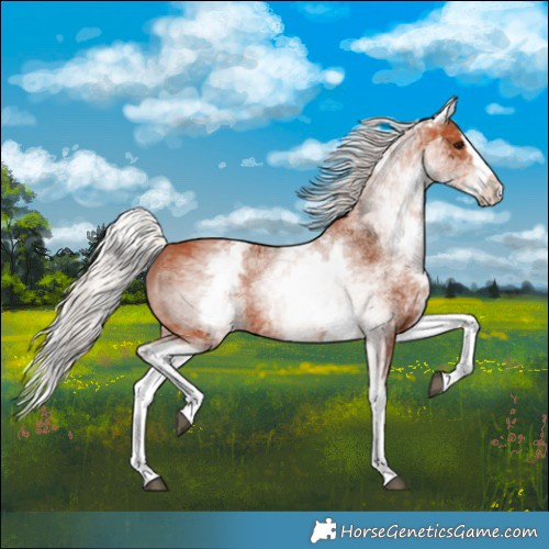 Horse Color:White Spotted Silver Bay Splash
