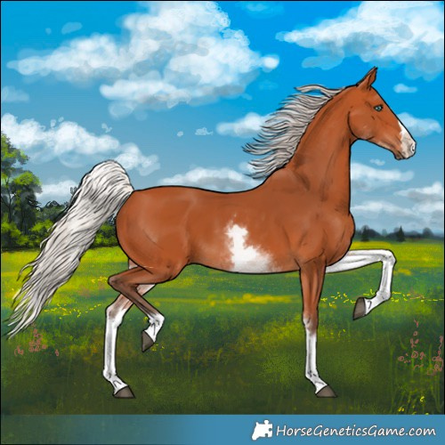 Horse Color:White Spotted Silver Bay Splash 