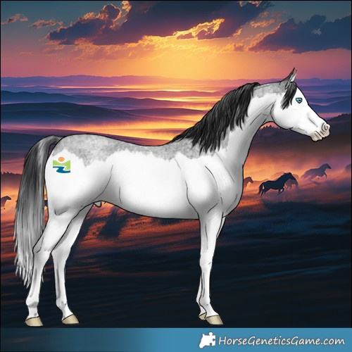 Horse Color:Blue Roan Splash Rabicano