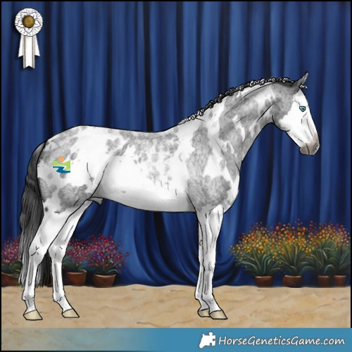 Horse Color:Gray White Spotted Blue Roan Splash  and White Spotted Blue Roan Splash Appaloosa 