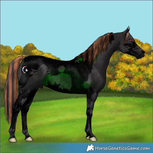 Horse Color:Void Painted Smoky Black Splash Tobiano