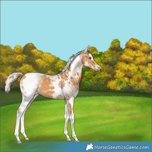 Horse Color:White Spotted Palomino Splash Tobiano 