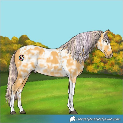 Horse Color:Painted Palomino Ice Tobiano Rabicano