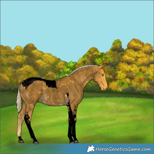 Horse Color:Void Palomino Roan Tobiano Rabicano 