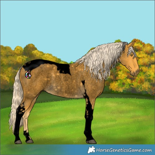 Horse Color:Void Palomino Roan Tobiano Rabicano 