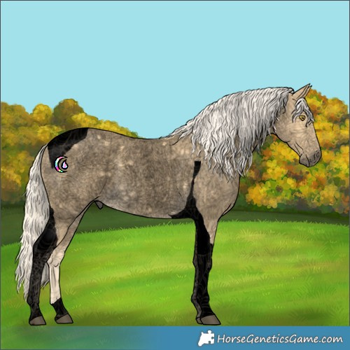 Horse Color:Void Palomino Roan Tobiano Rabicano
