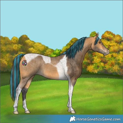 Horse Color:Painted Buckskin Tobiano 