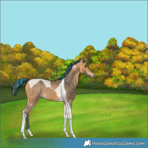 Horse Color:Painted Buckskin Tobiano 