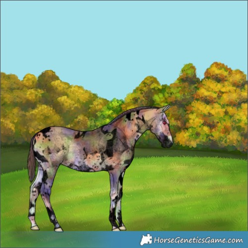 Horse Color:Void Nacre White Spotted Buckskin Onyx Tobiano 