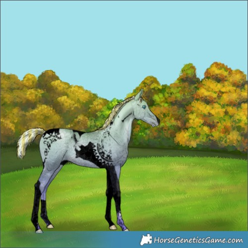 Horse Color:Void Painted Silver Buckskin Pearl Dun Tobiano 