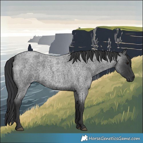 Horse Color:Blue Roan