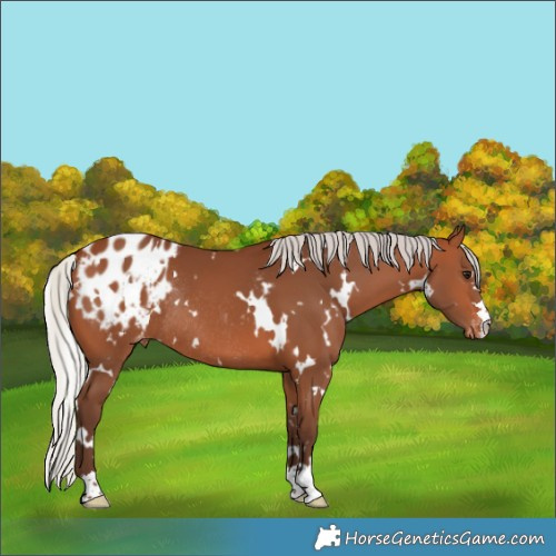 Horse Color:White Spotted Silver Brown Appaloosa Rabicano