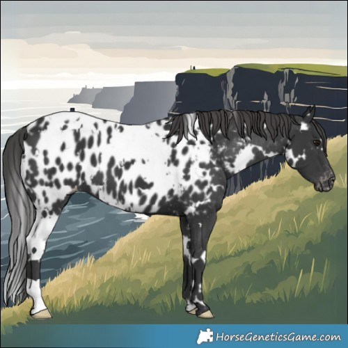 Horse Color:White Spotted Black Near Leopard