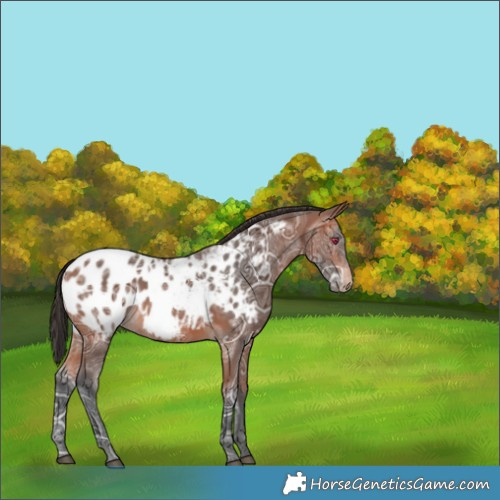 Horse Color:Bay Ice Appaloosa 