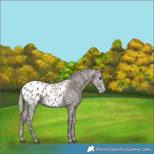 Horse Color:Silver Black Ice Appaloosa 