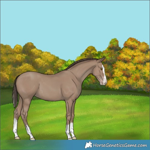 Horse Color:Classic Champagne Splash 