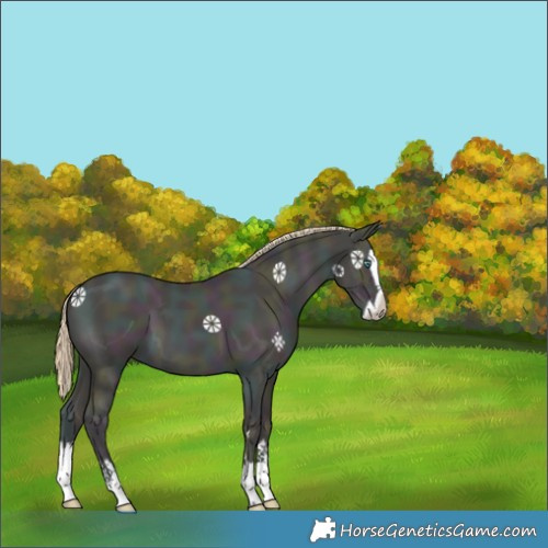 Horse Color:Midnight Smoky Black Ice Pearl Splash 