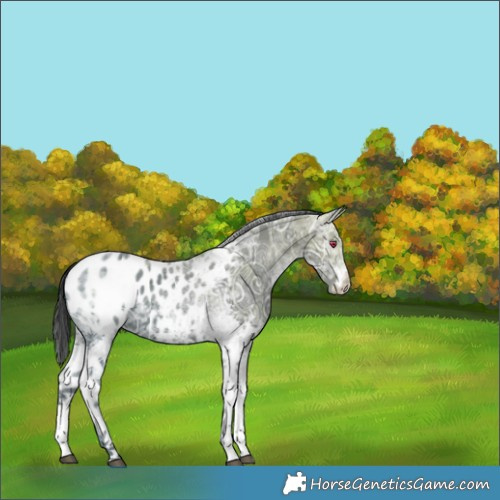 Horse Color:White Spotted Black Ice Appaloosa 