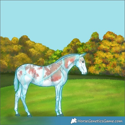 Horse Color:Thunderstruck Silver Black Ice Splash Tobiano Appaloosa 