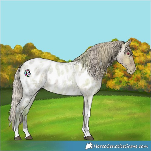 Horse Color:Silver Blue Ice Roan Tobiano Appaloosa 