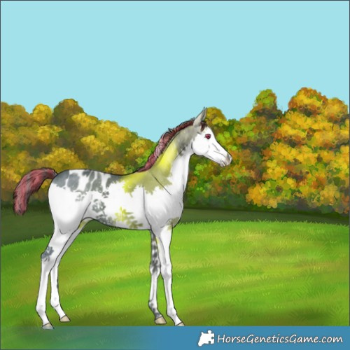 Horse Color:Painted Black Ice Splash Tobiano Appaloosa 