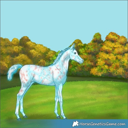 Horse Color:Thunderstruck Silver Grullo Ice Snowdrop Pearl Tobiano Appaloosa 