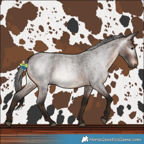 Horse Color:Gray Bay Roan 