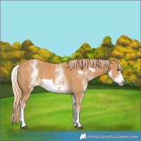 Horse Color:White Spotted Chestnut Frame 
