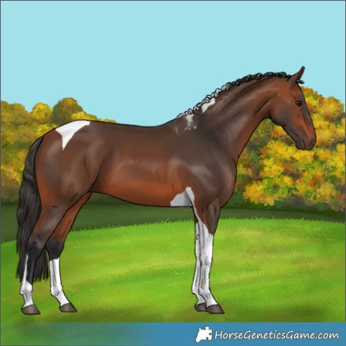 Horse Color:Bay Tobiano 