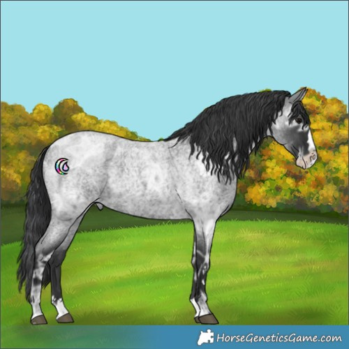 Horse Color:Blue Ice Roan Splash Rabicano