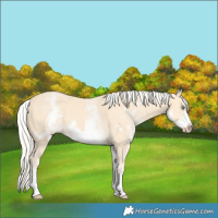 Horse Color:White Spotted Gold Cream Champagne Frame 
