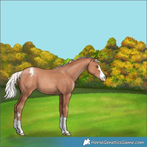 Horse Color:Silver Classic Champagne Appaloosa 