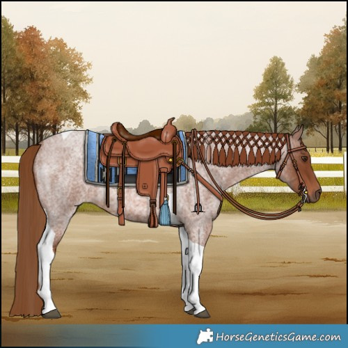 Horse Color:Red Roan Tobiano