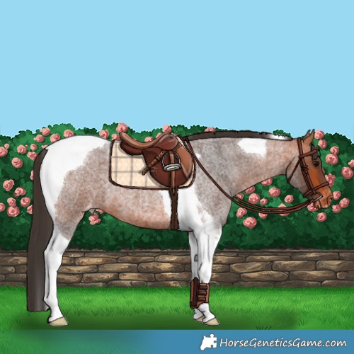 Horse Color:Bay Roan Tobiano Varnish
