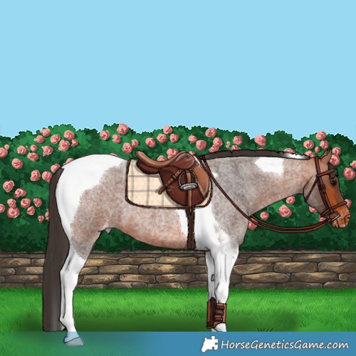 Horse Color:Bay Roan Tobiano Varnish 