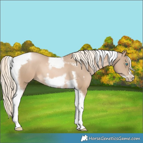 Horse Color:Chocolate Palomino Pearl Tobiano Frame  and Chocolate Palomino Pearl Tobiano Frame 