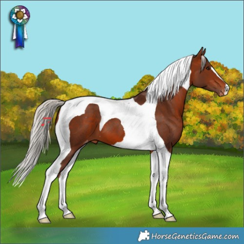 Horse Color:Silver Bay Tobiano Appaloosa 