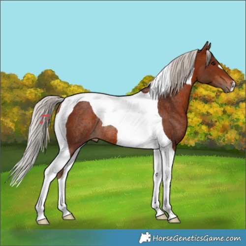 Horse Color:Silver Bay Tobiano Rabicano 