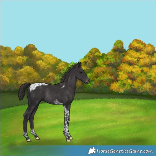 Horse Color:Smoky Black Tobiano Appaloosa Rabicano 