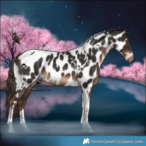Horse Color:White Spotted Liver Chestnut Tobiano Near Leopard