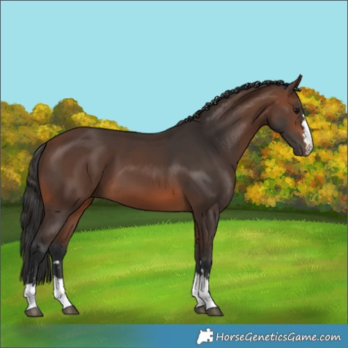 Horse Color:Brown 