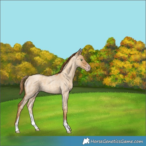 Horse Color:Gray White Spotted Gold Champagne Roan Dun Rabicano 